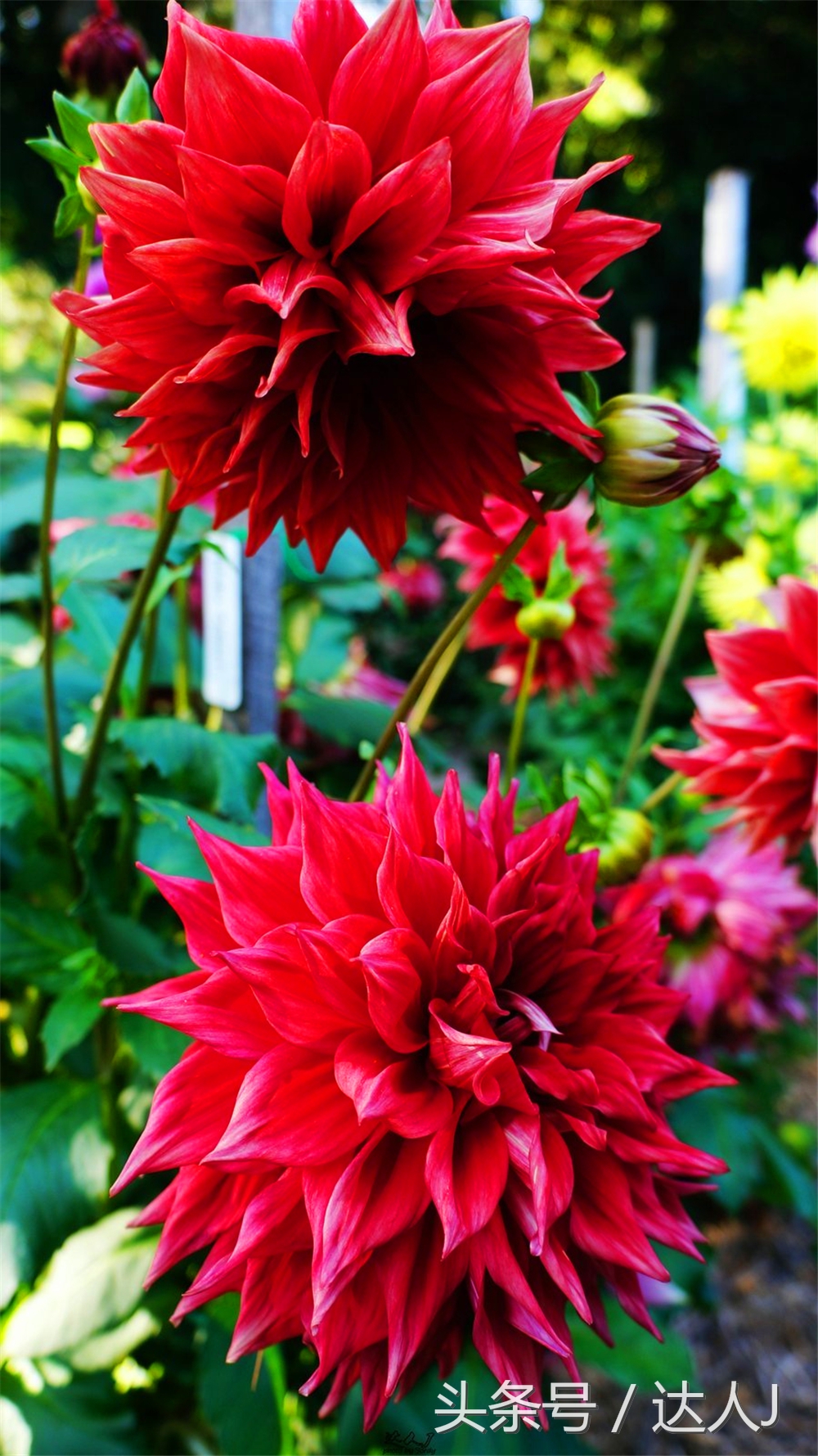 澳洲阿德莱德vs悉尼fc,阿德莱德对澳洲悉尼