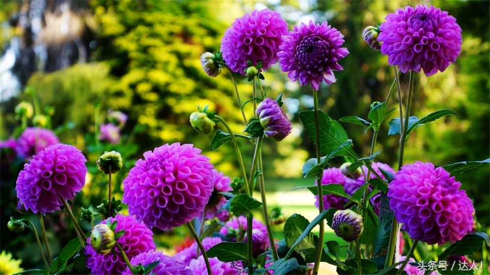 澳洲阿德莱德vs悉尼fc,阿德莱德对澳洲悉尼