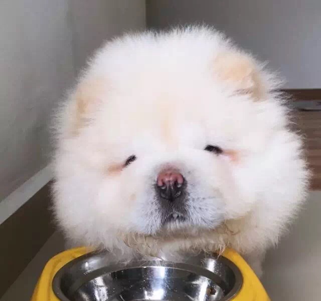 松狮长大的照片,本土松狮是什么样子的