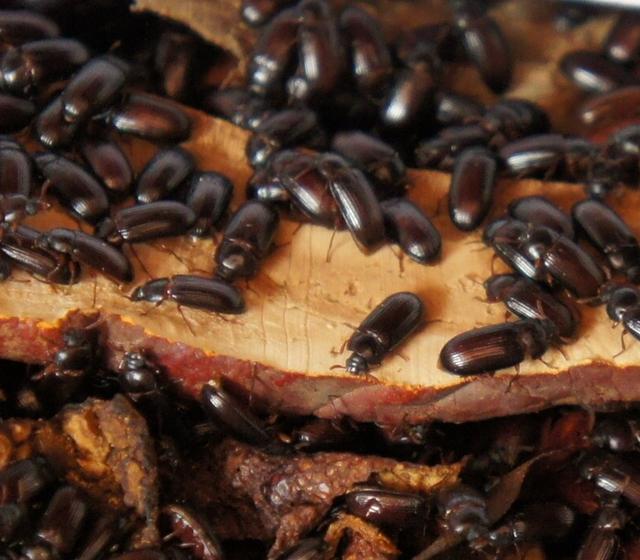 增强机体免疫力的药物有哪些,增强机体免疫力的草有什么