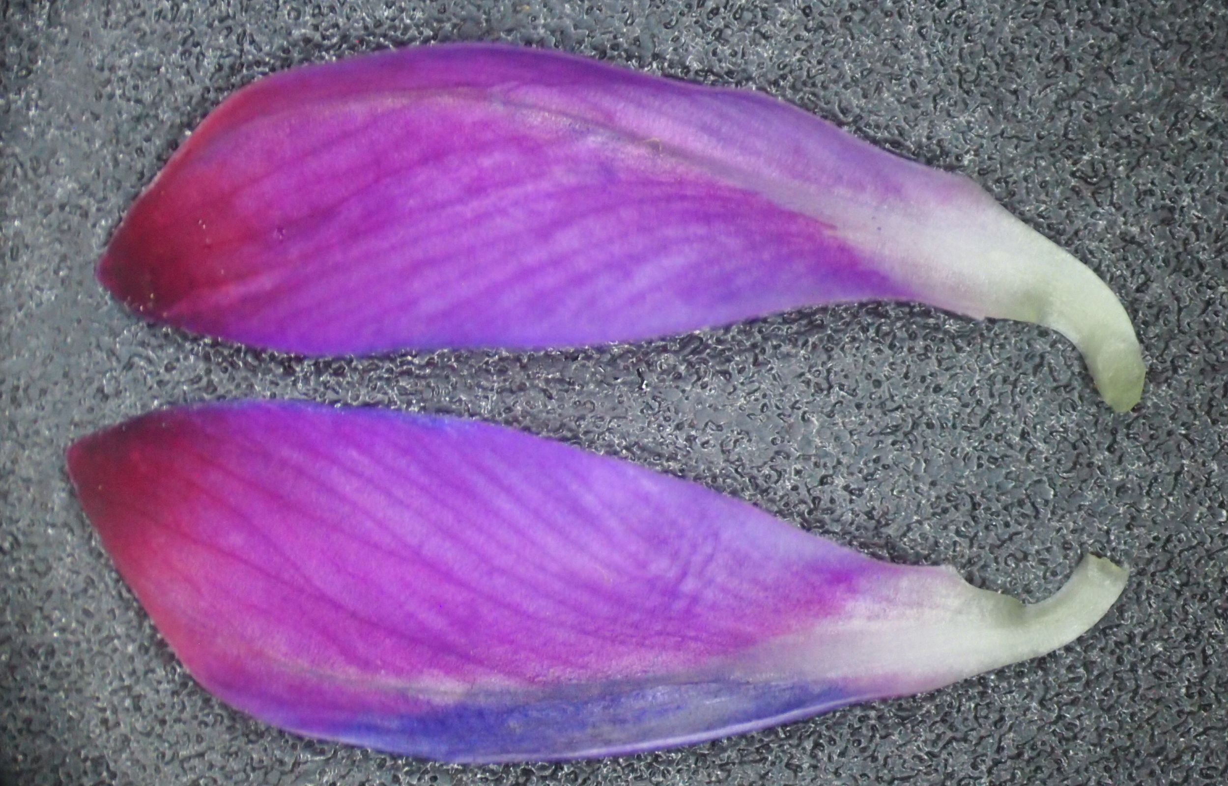 网脉崖豆藤能耐寒多少,网脉崖豆藤