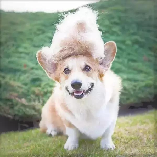 常见品种狗狗的优点和缺点分析,常见的狗狗品种大全