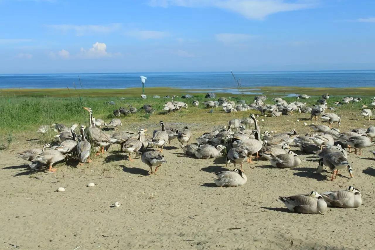 环青海湖大环线自驾游全攻略,青海湖环湖自驾哪里离青海湖最近