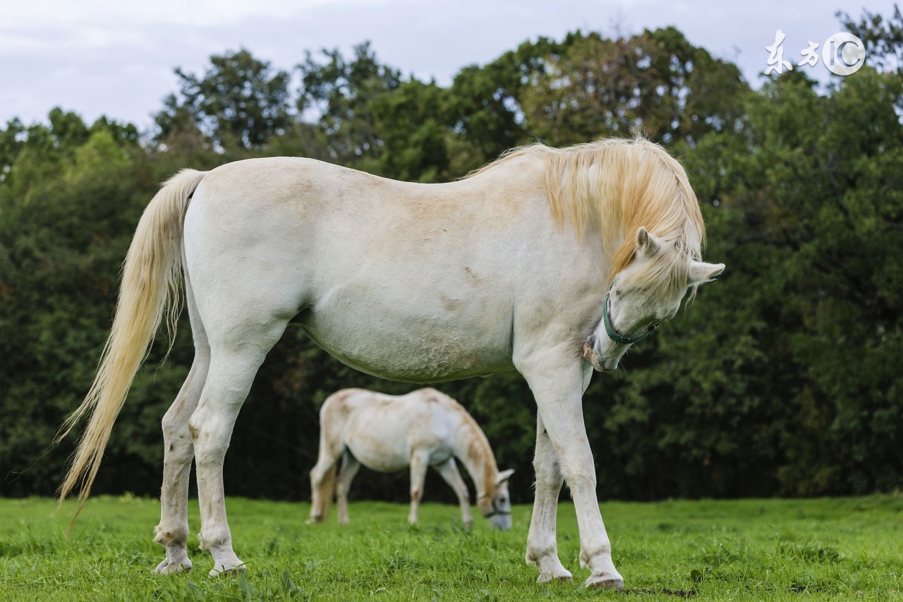 明天属马人的运气,明天属马人运气怎样