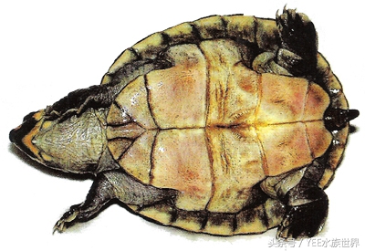 忍者神龟卡通动画,卡通忍者神龟