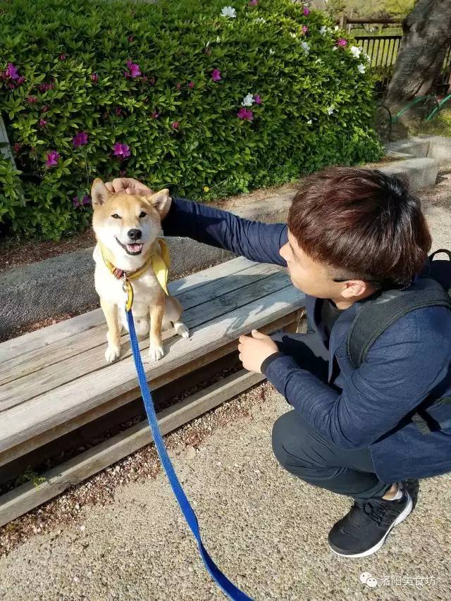 东京京都大阪奈良攻略8天,京都大阪神户奈良自由行第2版