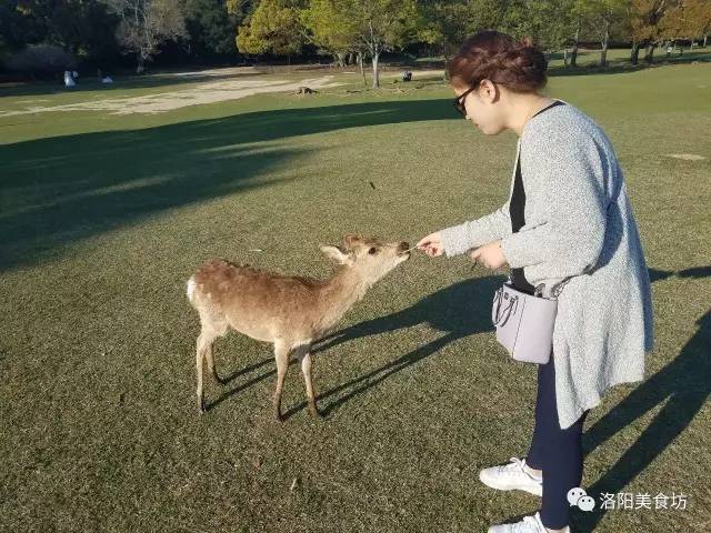 东京京都大阪奈良攻略8天,京都大阪神户奈良自由行第2版