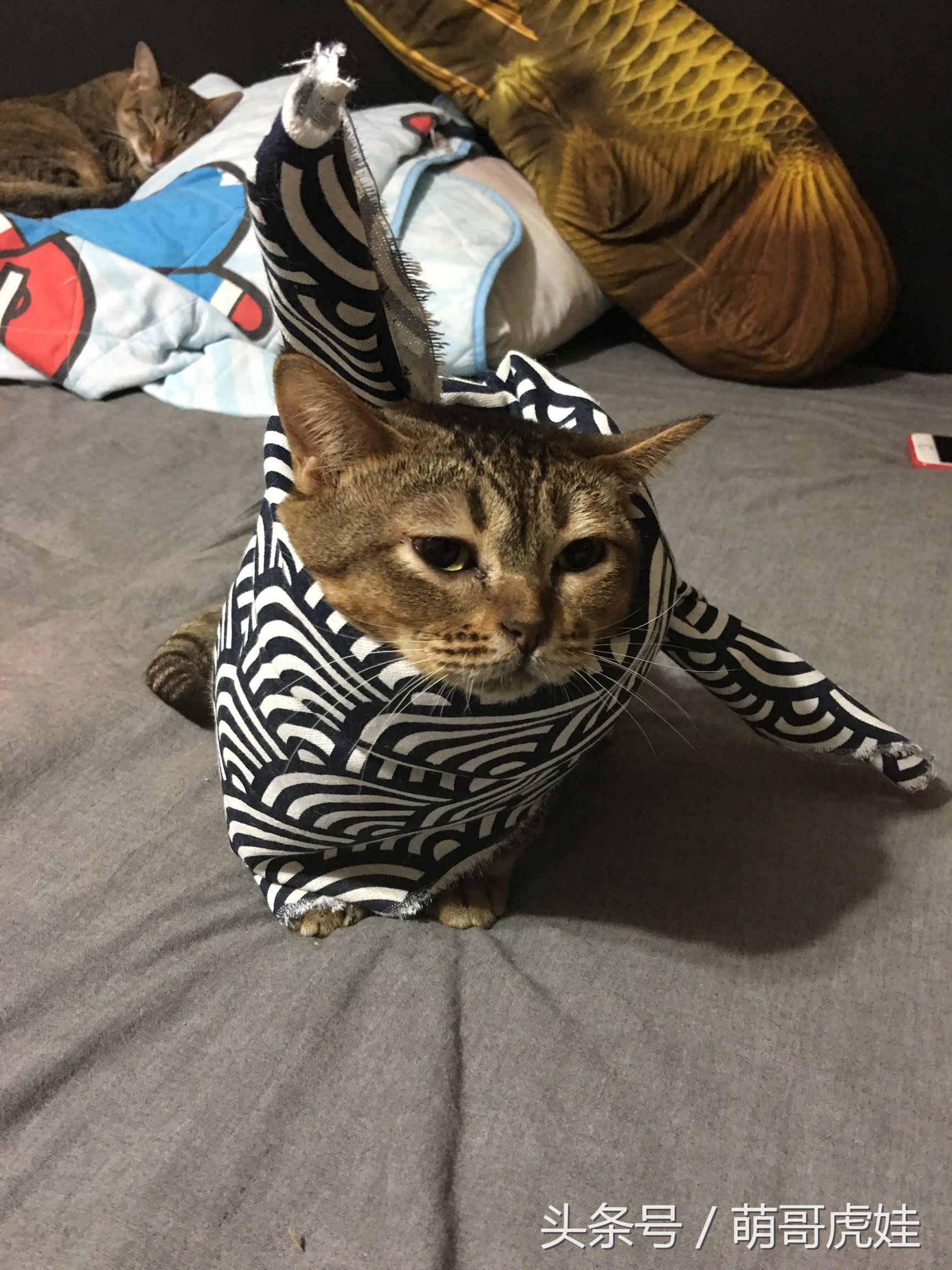 喵星人偷吃被主人发现这表情超赞,猫咪太胖铲屎官帮它减肥