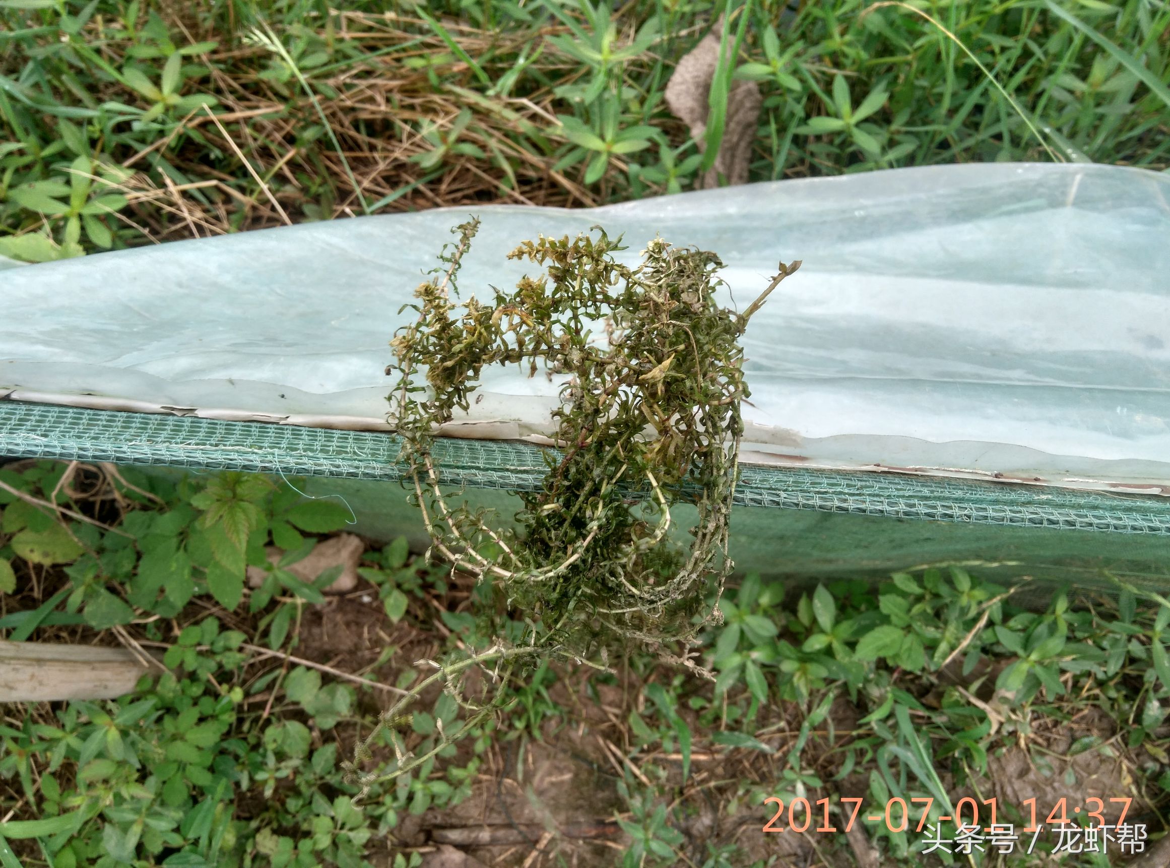 这简直是小龙虾养殖户的恶梦，看了就头痛，俗称铁虾，丁虾形成的原因，你还不看过来吗！