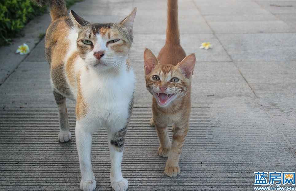 厦门海湾公园蓝眼泪最佳观赏时间,厦门看海滩哪里最好
