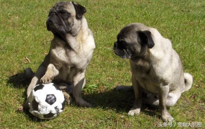 巴哥犬是中国本土狗吗,巴哥狗又叫沙皮狗吗