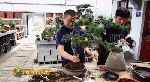 小盆栽生意赚钱吗,小盆栽几万块