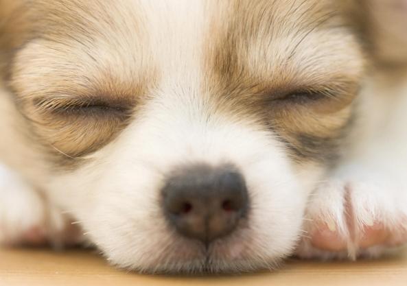 十大最可爱的宠物狗排行榜,十大最受欢迎宠物狗排行榜