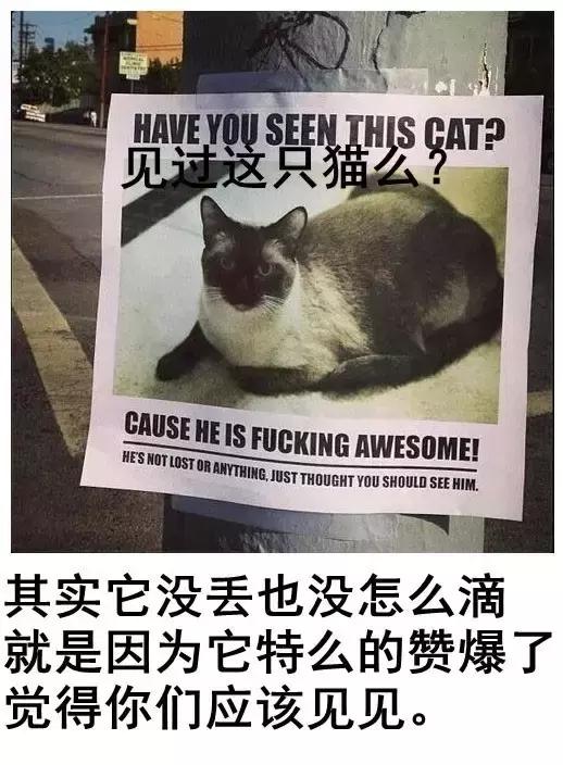 汪星人看约克犬,汪星人看到大批喵星人