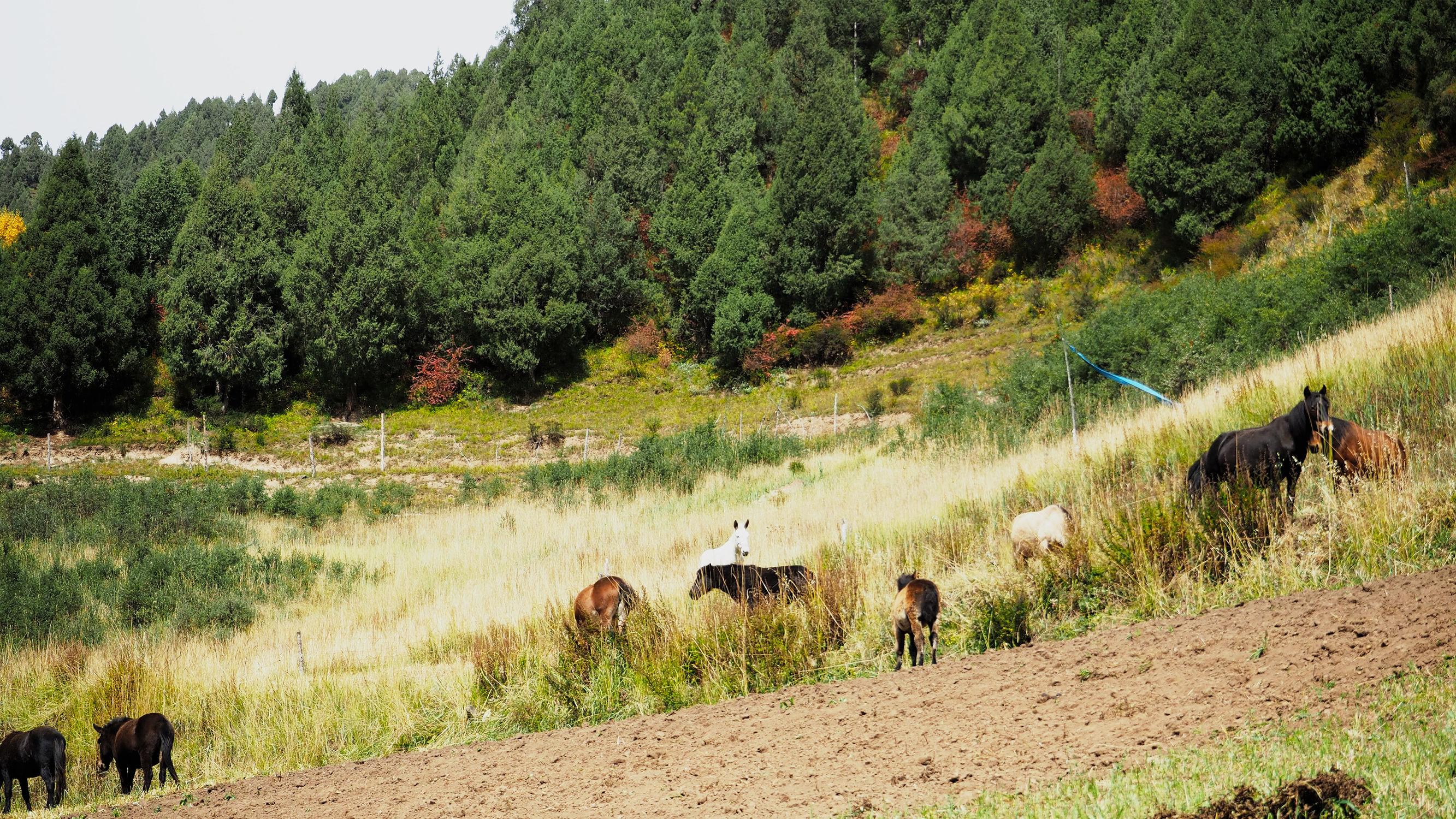 青海游记探秘神秘的青藏高原之旅,青藏高原旅行大全