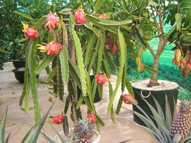 多肉除甲醛最有效的方法,多肉除甲醛最好的方法