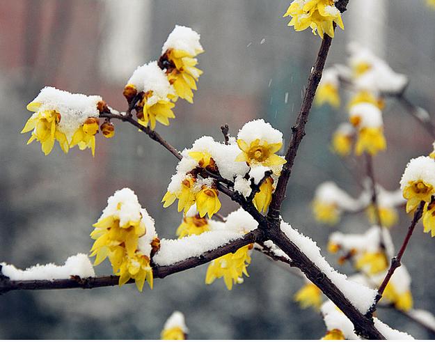 你是几月出生的就开什么花,猜猜你是什么样的花