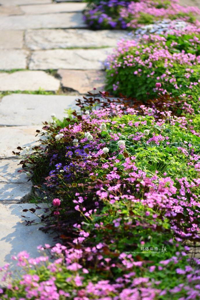 鎷滆涓滅鑽夊爞,鑺卞洯鎷滆