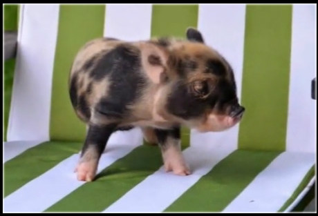 可爱宠物茶杯犬100元一只,英国微型宠物猪