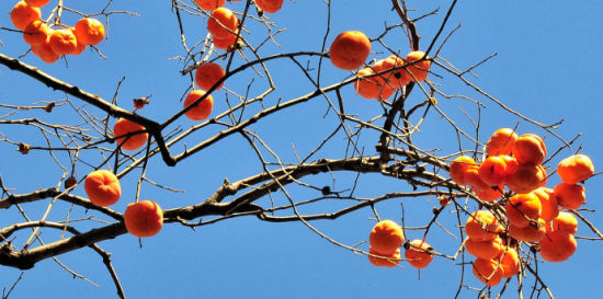 山西阳城蟒河猕猴自然保护区,阳城猴是谁