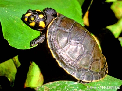 忍者神龟卡通动画,卡通忍者神龟