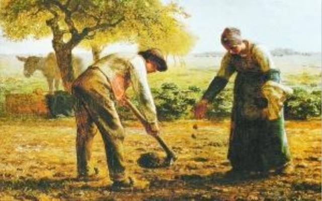 国家推进马铃薯主粮化影响,中国农业经历了几次主粮改革