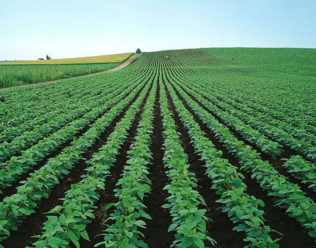 国家推进马铃薯主粮化影响,中国农业经历了几次主粮改革