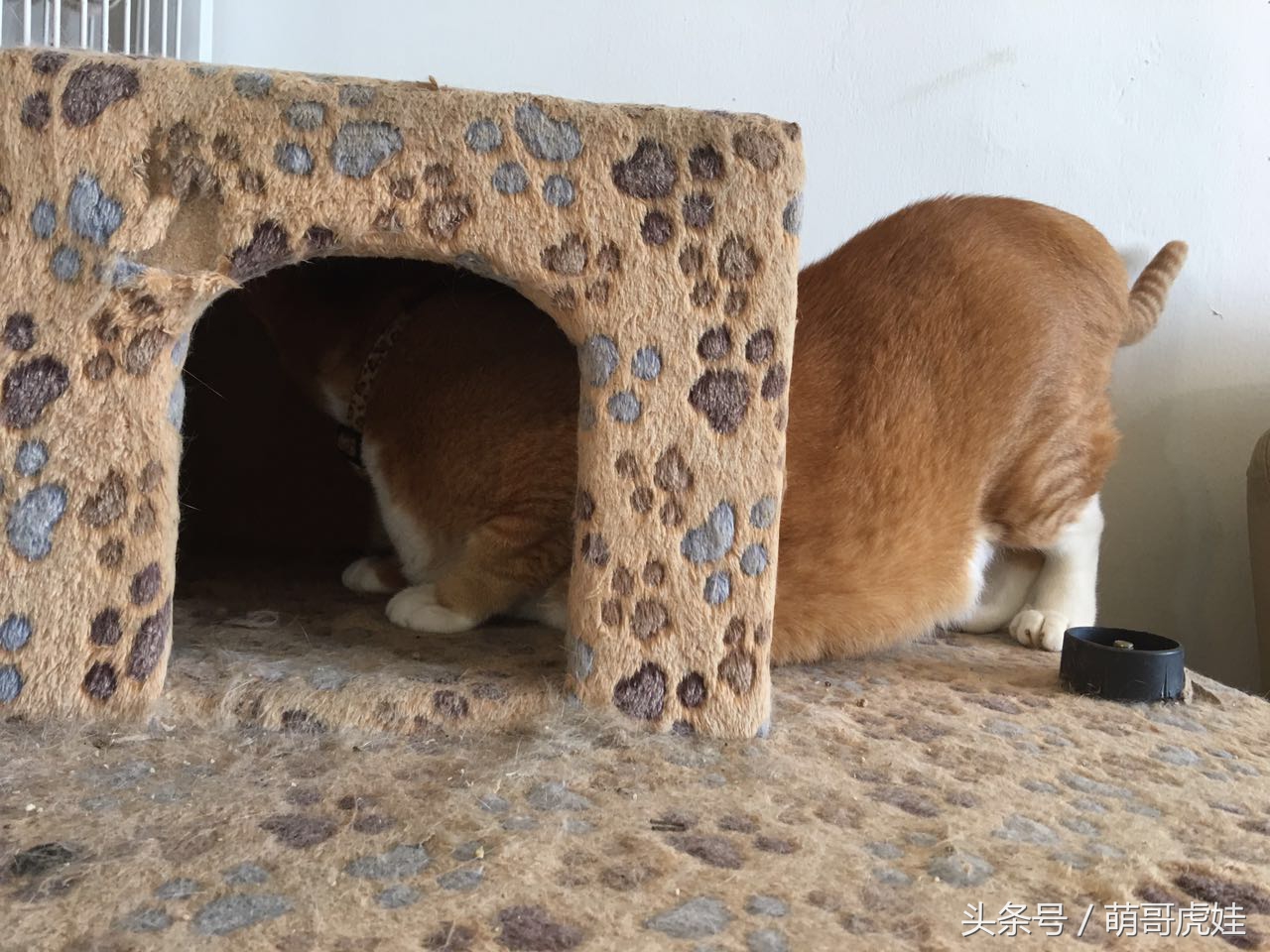 喵星人偷吃被主人发现这表情超赞,猫咪太胖铲屎官帮它减肥