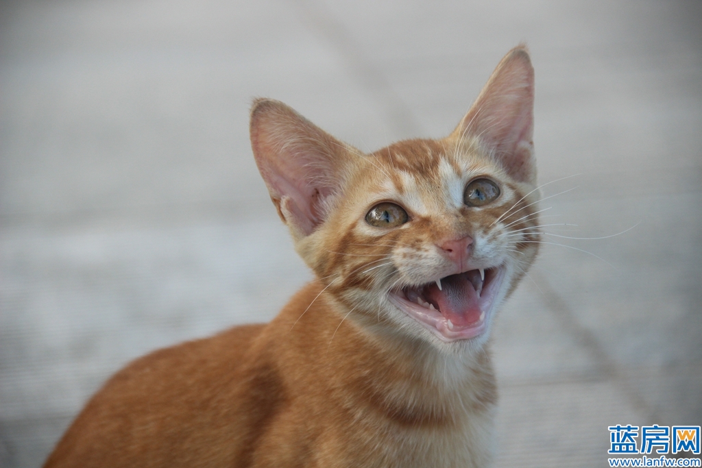 厦门海湾公园蓝眼泪最佳观赏时间,厦门看海滩哪里最好