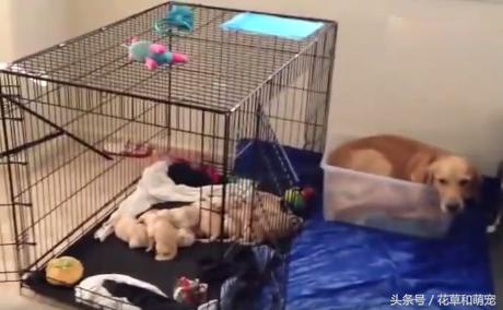 金毛生下小狗要不要抱一边去,金毛生完宝宝后继续刨地