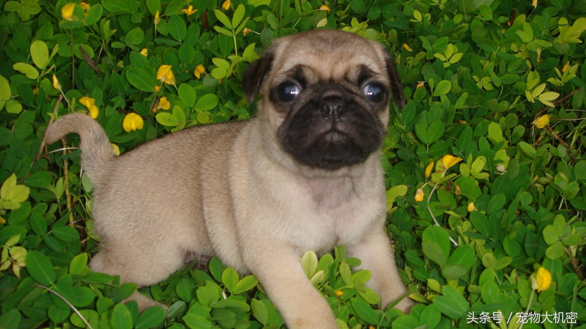 巴哥犬是中国本土狗吗,巴哥狗又叫沙皮狗吗