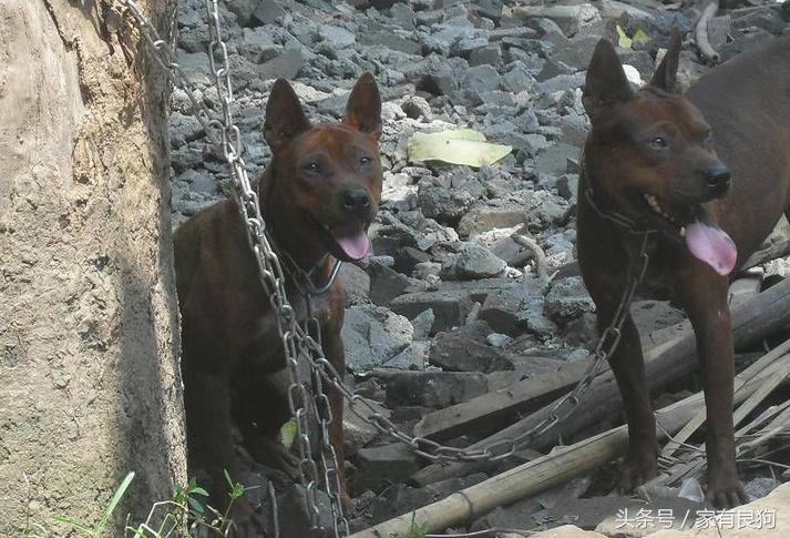 中国顶级川东猎犬,川东猛犬