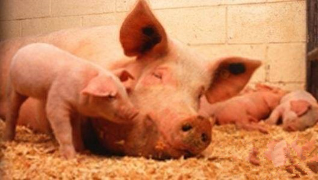 养猪技术猪发热怎么办,养猪遇热应激反应该怎么处理