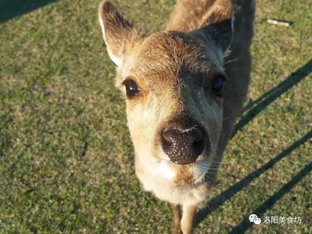 东京京都大阪奈良攻略8天,京都大阪神户奈良自由行第2版