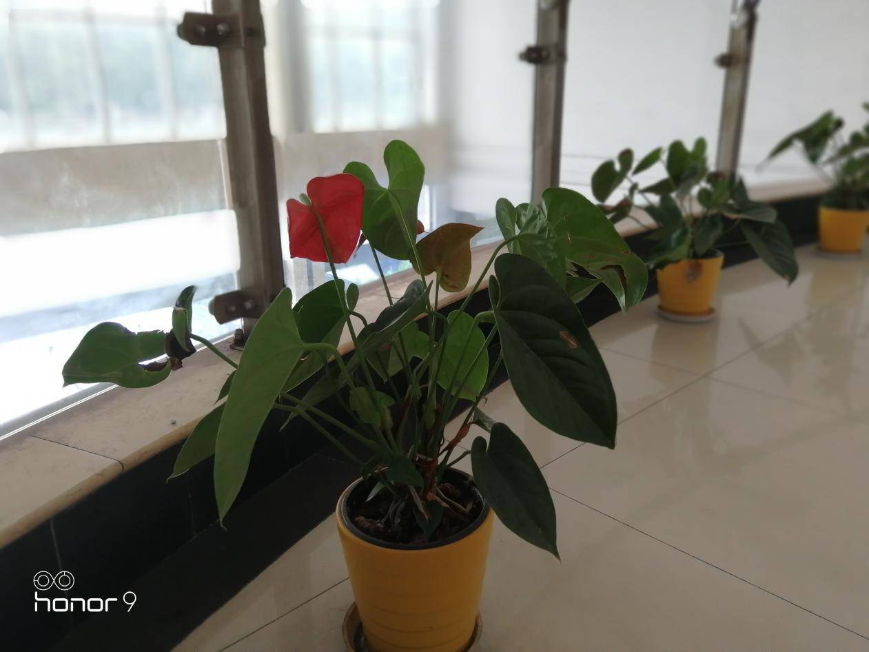 荣耀9深度评测,才貌双全没什么好挑剔了