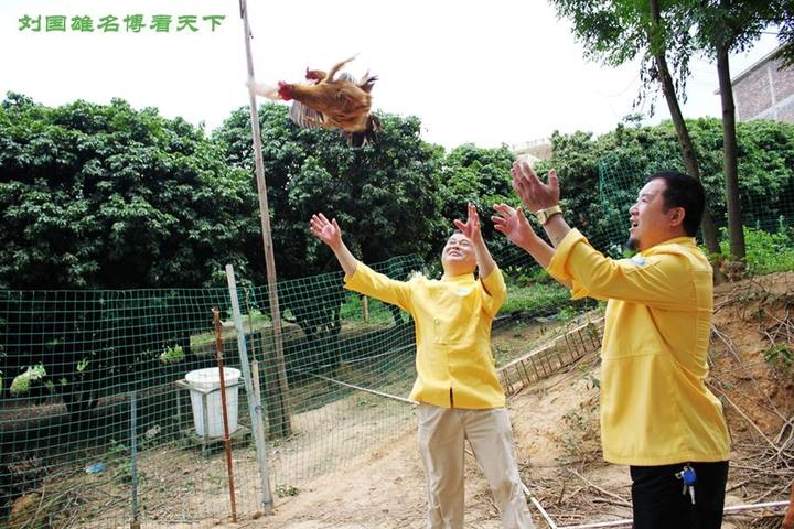 游机鸡是什么东西?吸引一群厨王跑到南宁农村吃