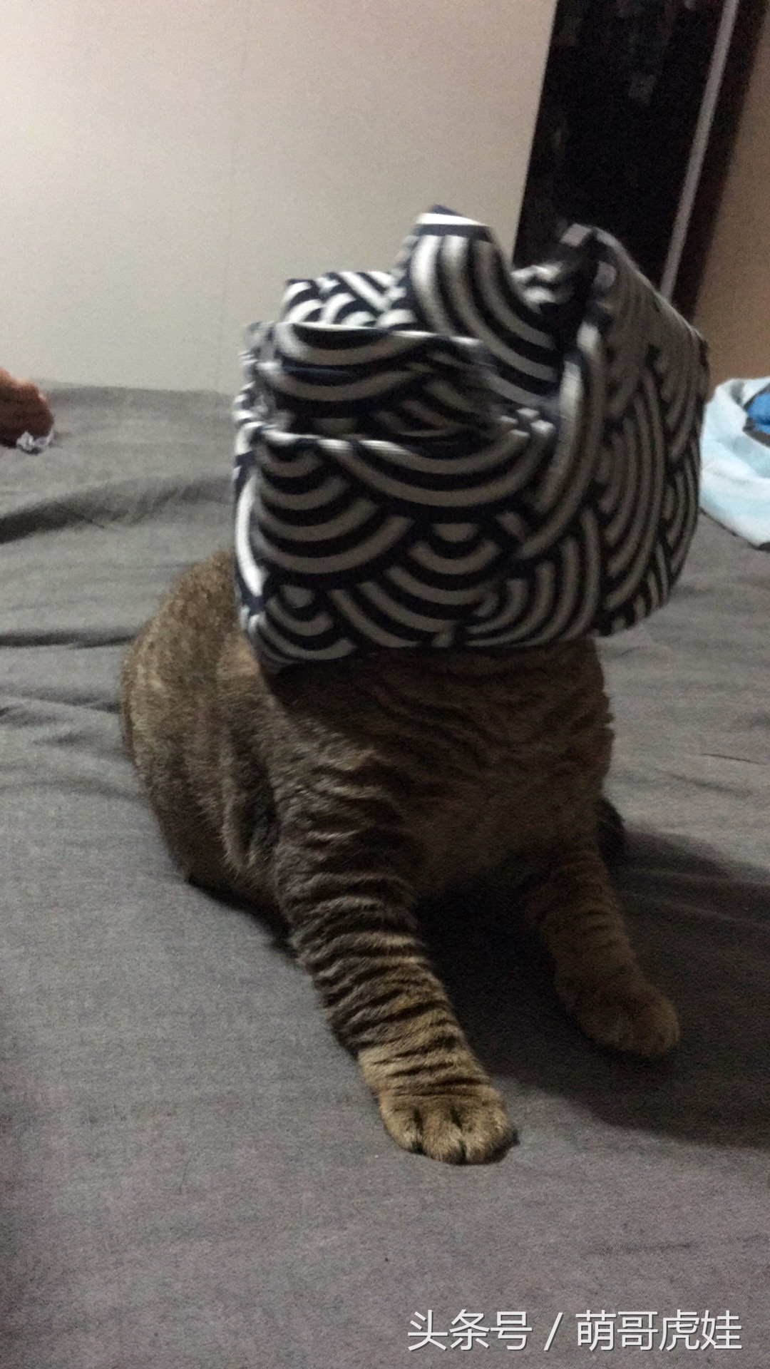 喵星人偷吃被主人发现这表情超赞,猫咪太胖铲屎官帮它减肥