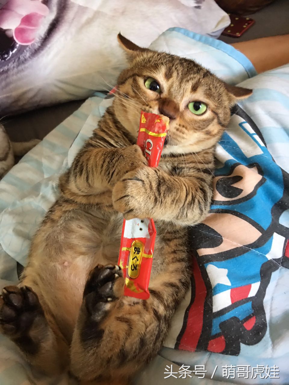 喵星人偷吃被主人发现这表情超赞,猫咪太胖铲屎官帮它减肥