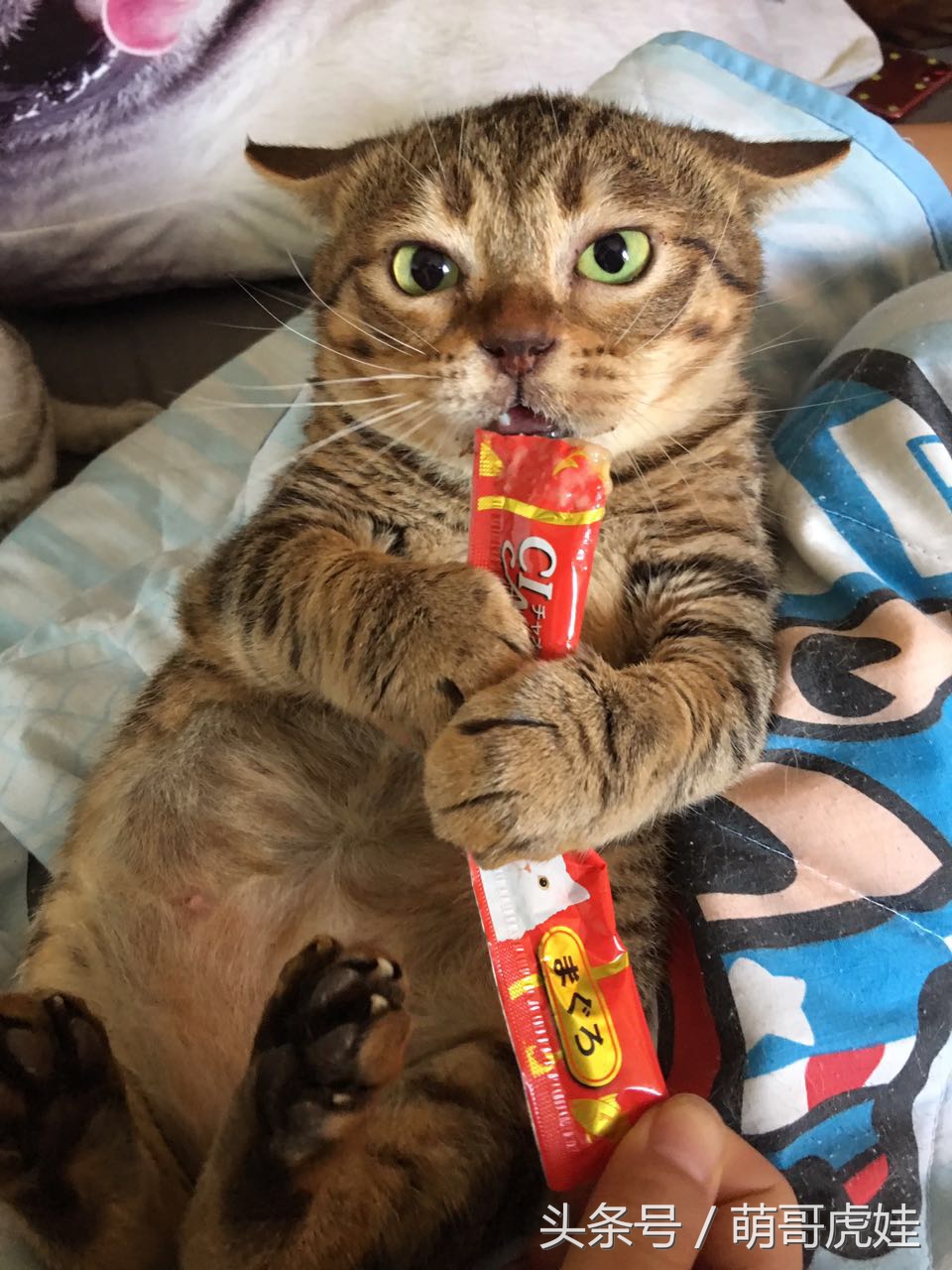 喵星人偷吃被主人发现这表情超赞,猫咪太胖铲屎官帮它减肥