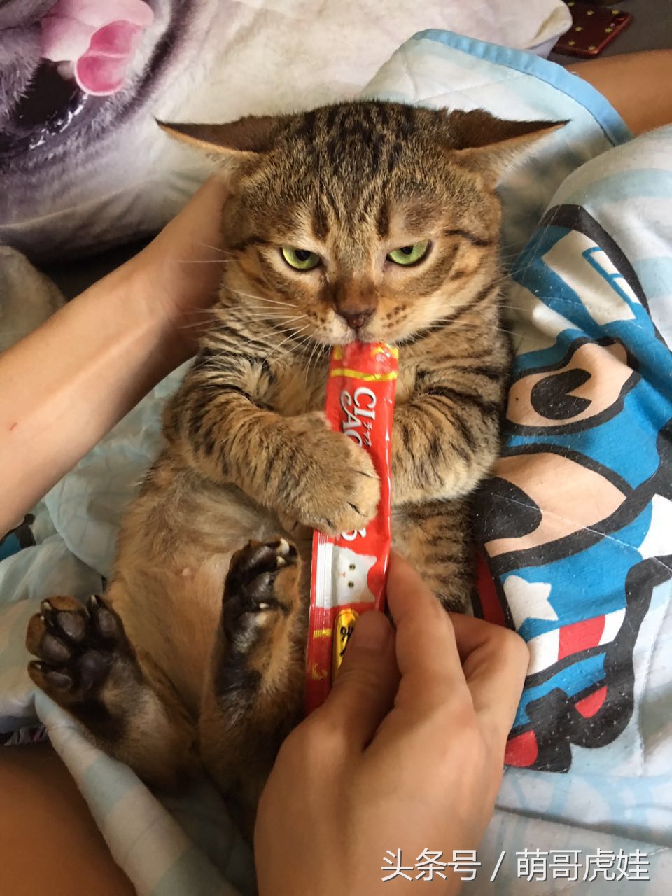 喵星人偷吃被主人发现这表情超赞,猫咪太胖铲屎官帮它减肥