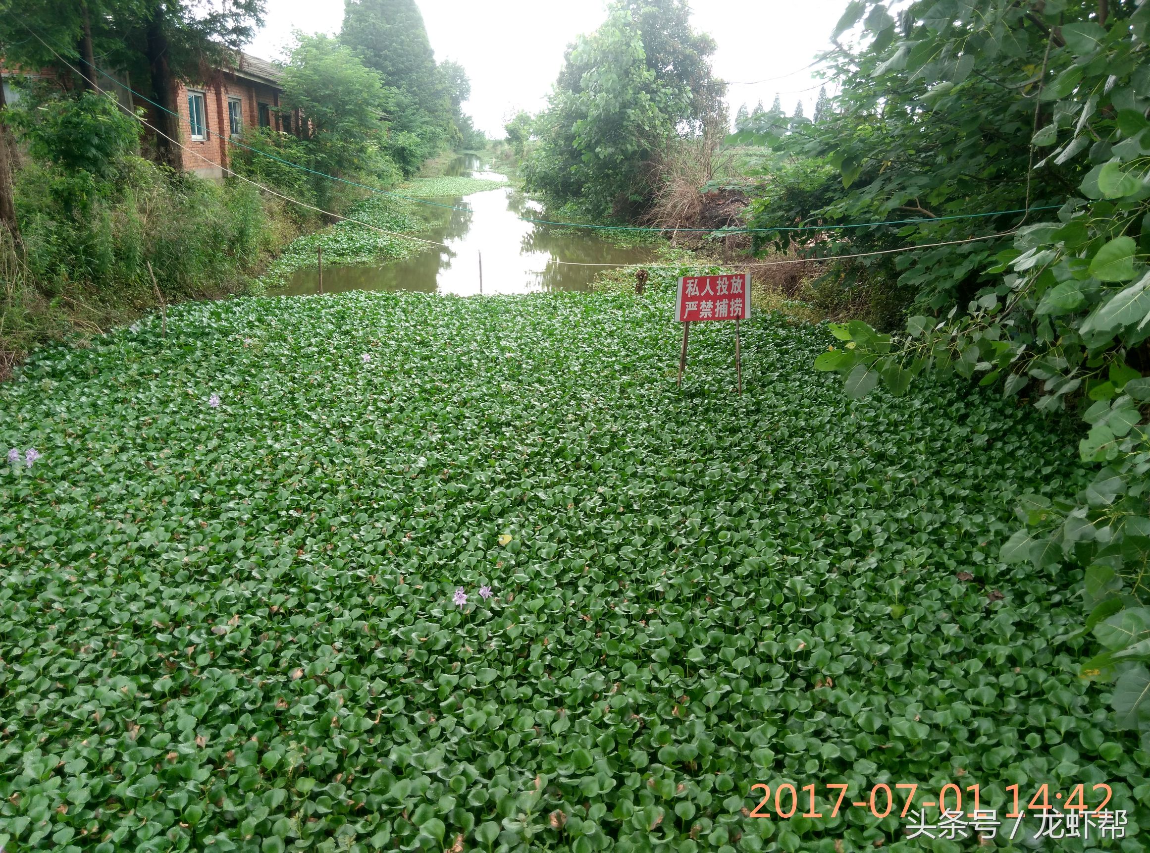 这简直是小龙虾养殖户的恶梦，看了就头痛，俗称铁虾，丁虾形成的原因，你还不看过来吗！