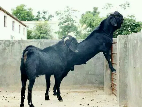 养羊领到补贴需要什么,给养殖户的福利