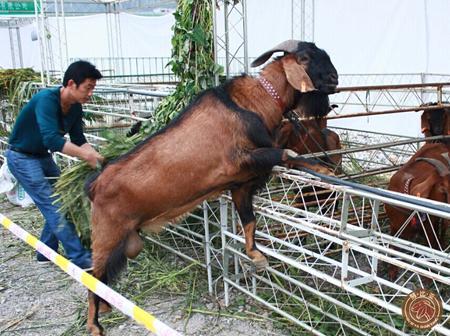 养羊领到补贴需要什么,给养殖户的福利