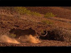 各种爆笑gif,搞笑gif趣图谁叫你不来陪我玩呢