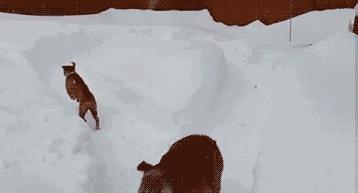 你在搞什么鬼畜原版,你在搞什么鬼