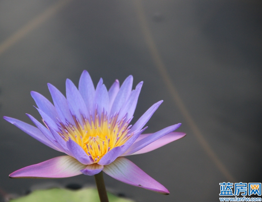 厦门海湾公园蓝眼泪最佳观赏时间,厦门看海滩哪里最好