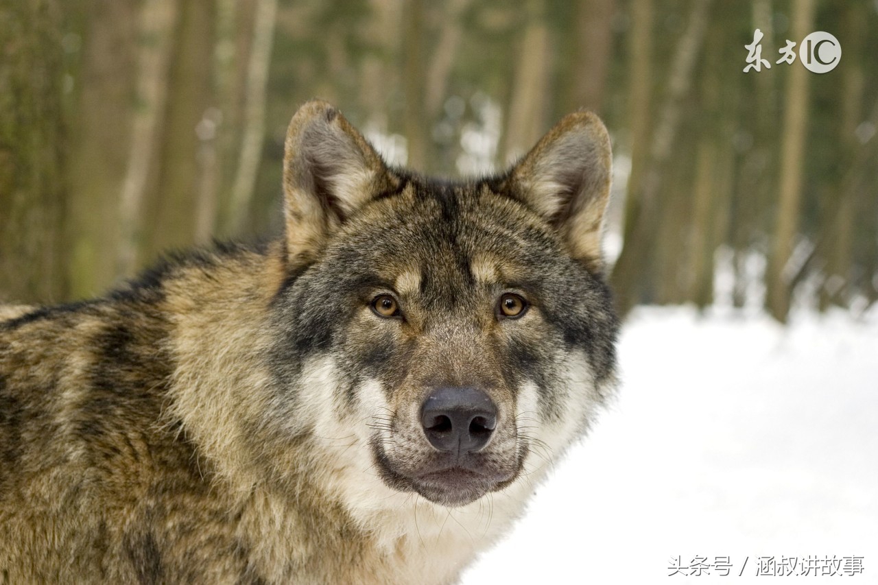 自封外号叫”一枪五百斤”的打猎英雄,这件事栽了跟头,当场丢人现眼