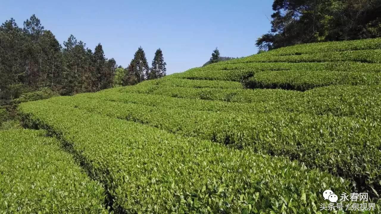 揭秘“一壶好茶”背后的点滴沉淀—永春网专访永春水仙茶王黄金友