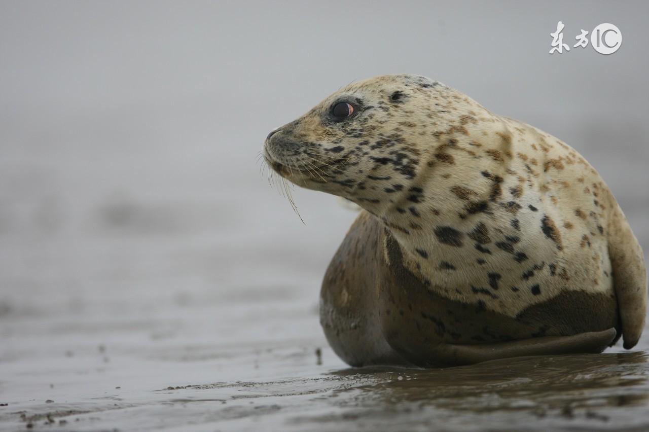 你不知道扎辫子的女生有多好看,你不知道扎马尾辫的女孩有多好看
