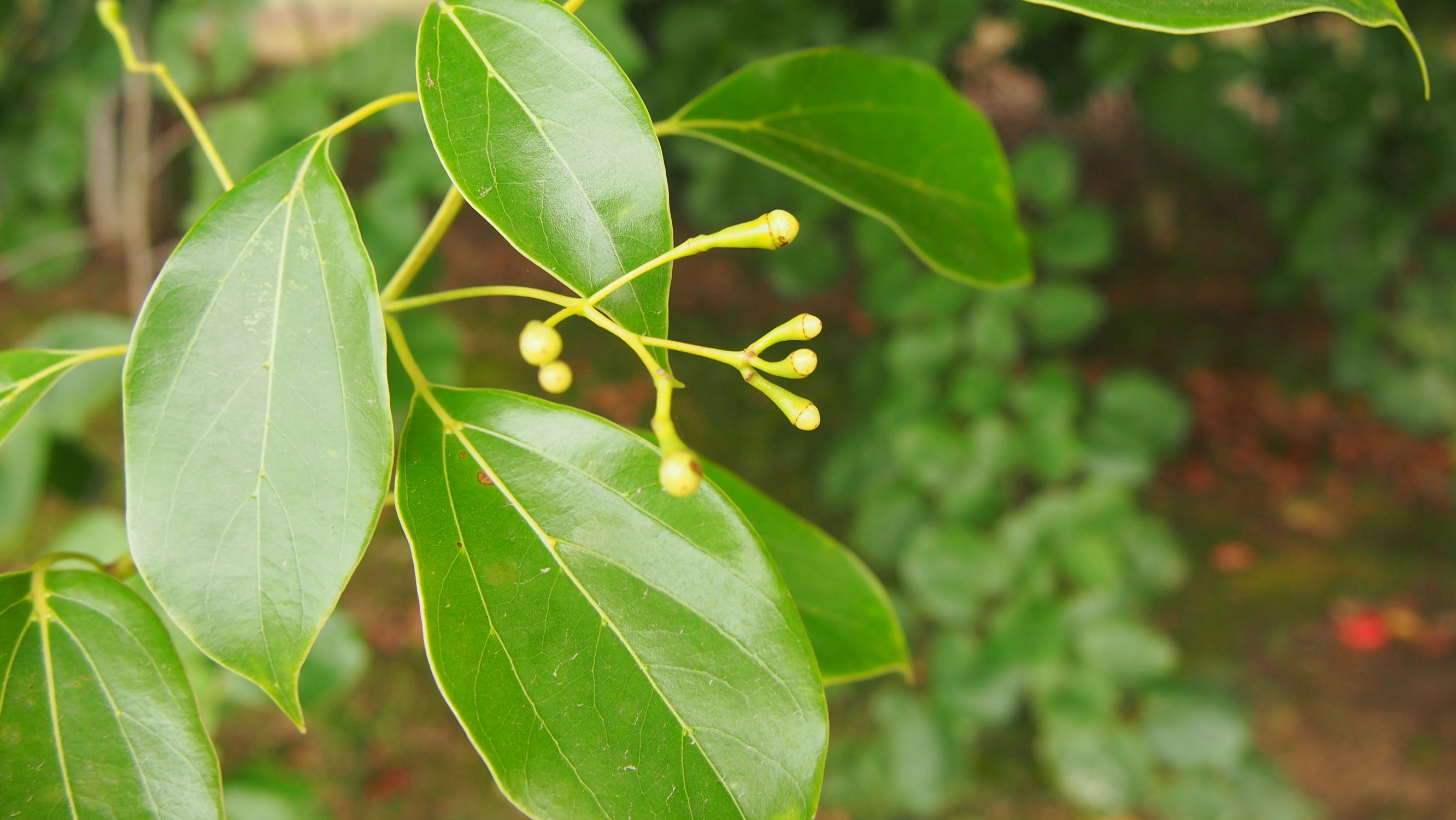 樟脑香气扑鼻,樟字名字意义